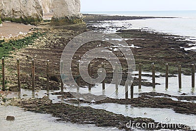 Seagull coast line Stock Photo