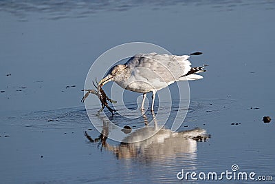 Seagull with Crab Breakfast Stock Photo