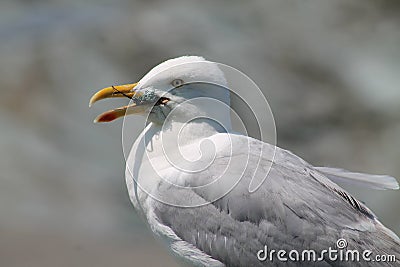 Seagull in Distress Stock Photo