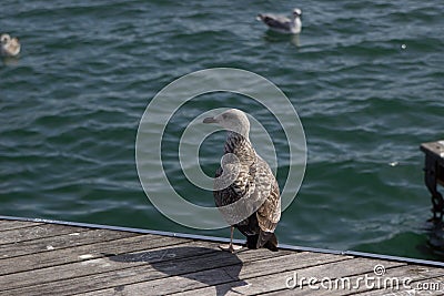 Seagull on the dock in Barcelona Stock Photo
