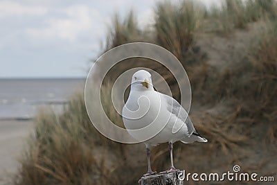Seagull in the dunes Stock Photo