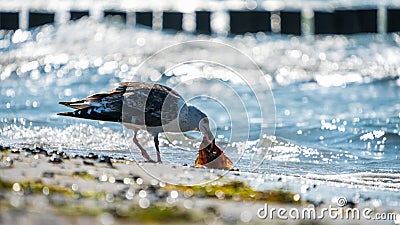 A seagull eats a flatfish on the beach Stock Photo