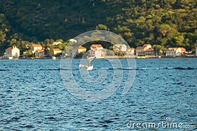Seagull flies low over the sea and looks for food Stock Photo
