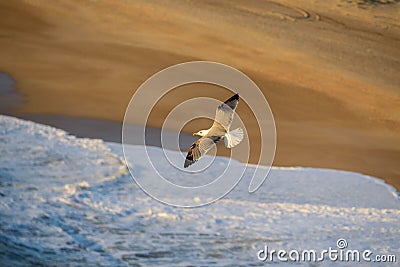 Seagull flies over the waves Stock Photo
