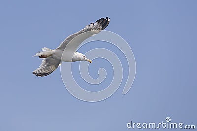 Seagull flies in the sky Stock Photo