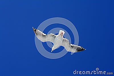 Seagull in Flight Stock Photo