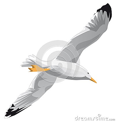 Seagull in flight Vector Illustration