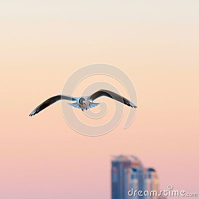 Seagull in flight Stock Photo