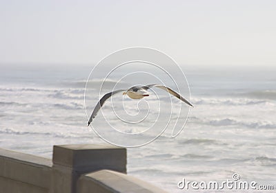 Seagull in Flight Stock Photo