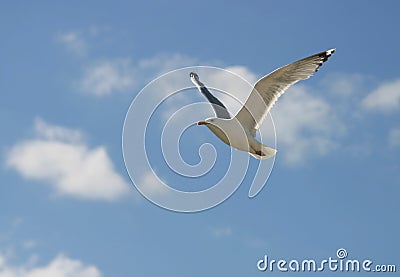 Seagull in Flight Stock Photo