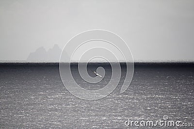 Seagull flight above the silver ocean Stock Photo