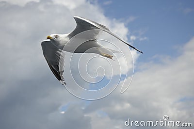 Seagull in flight against the background of obak and sky. Stock Photo