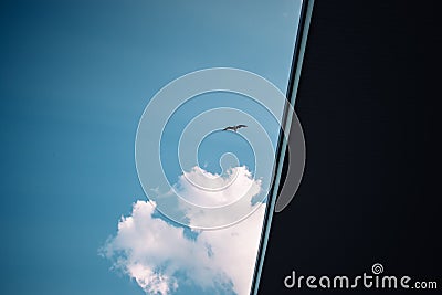 Seagull flight against light blue sky Stock Photo