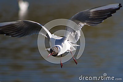 Seagull in flight Stock Photo