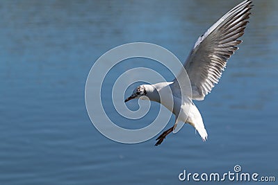 Seagull in flight Stock Photo