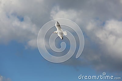 Seagull flight in the cloud blue sky Stock Photo