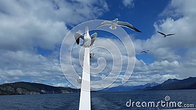 Seagull flight cloudy blue sky ship Stock Photo