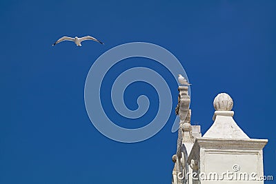 Seagull Flight - Gallipoli - Italy Stock Photo