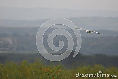 Seagull flight - Lake Naivasha (Kenya, Africa) Stock Photo