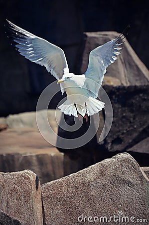 Seagull in Flight Stock Photo