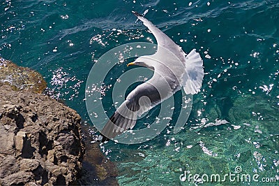 Seagull flight over the sea Stock Photo