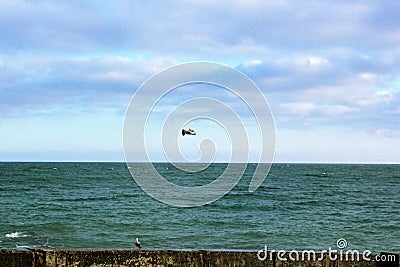 Seagull in flight over water, bird Stock Photo