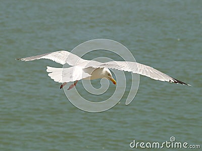 Seagull in flight Stock Photo