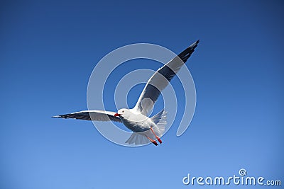 Seagull Flight, Sea Bird Flying Through Blue Sky Stock Photo