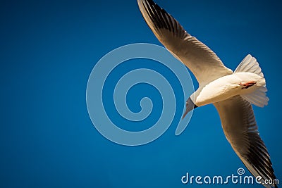 Seagull flight Stock Photo