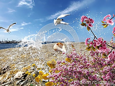 Seagull flight and seashell on stone at beach sea water splash wild flowers pink and yellow harbor blue sky and ocean bnature la Stock Photo