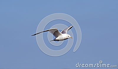 Seagull in flight Stock Photo