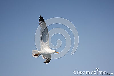 Seagull flight Stock Photo