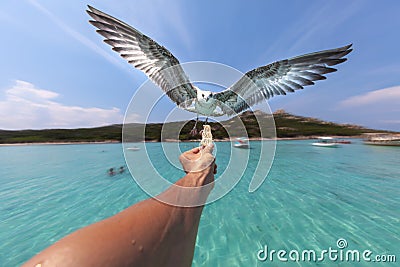 Seagull in flight, swooping towards food held in a person`s hand Stock Photo