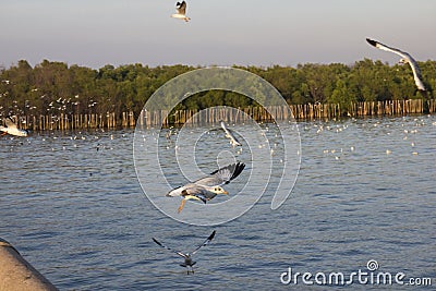 Seagull flittering over the blue sea Stock Photo