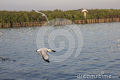 Seagull flittering over the blue sea Stock Photo