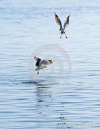 Seagull flitting above water surface Stock Photo