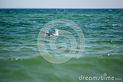 Seagull floating on the sea waves near coast Stock Photo