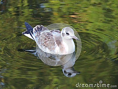 Seagull floating on water Stock Photo