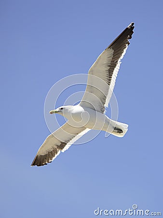 Seagull flying Stock Photo