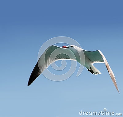 Seagull flying Stock Photo