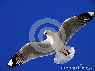 Seagull flying Stock Photo