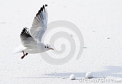 Seagull flying above frozen sea Stock Photo