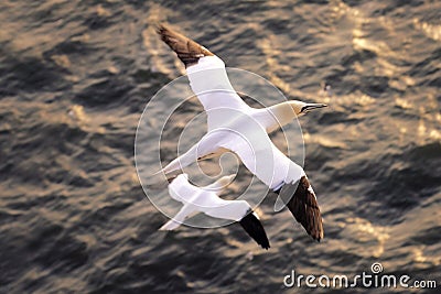 Seagull flying above the sea Stock Photo