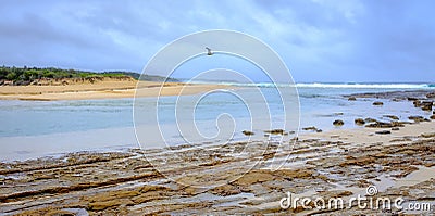 Seagull flying across the mouth of the Shoalhaven River mouth where it meets the ocean at Shoalhaven Heads, New South Wales, NSW, Stock Photo