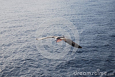 A seagull flying on the Aegean Sea Stock Photo