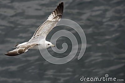 A Seagull flying alone, sharp, clear, above water Stock Photo
