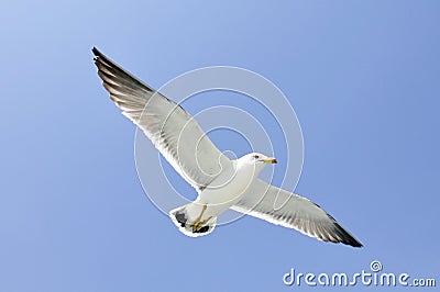 Seagull flying with blue sky background Stock Photo