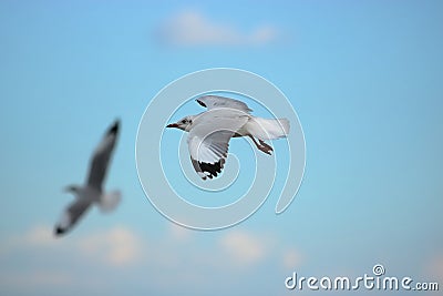 Seagull flying in the blue sky Science name is Charadriiformes Laridae . Selective focus and shallow depth of field. Stock Photo
