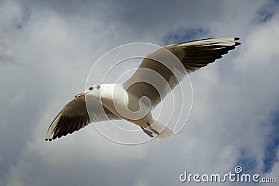 Seagull flying in the cloudy sky Stock Photo