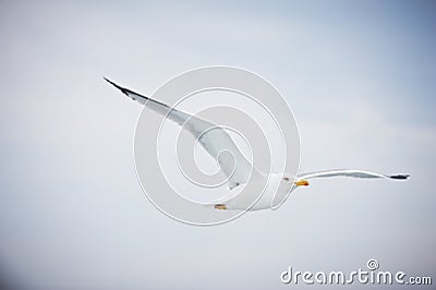 Seagull flying on cloudy white sky Stock Photo
